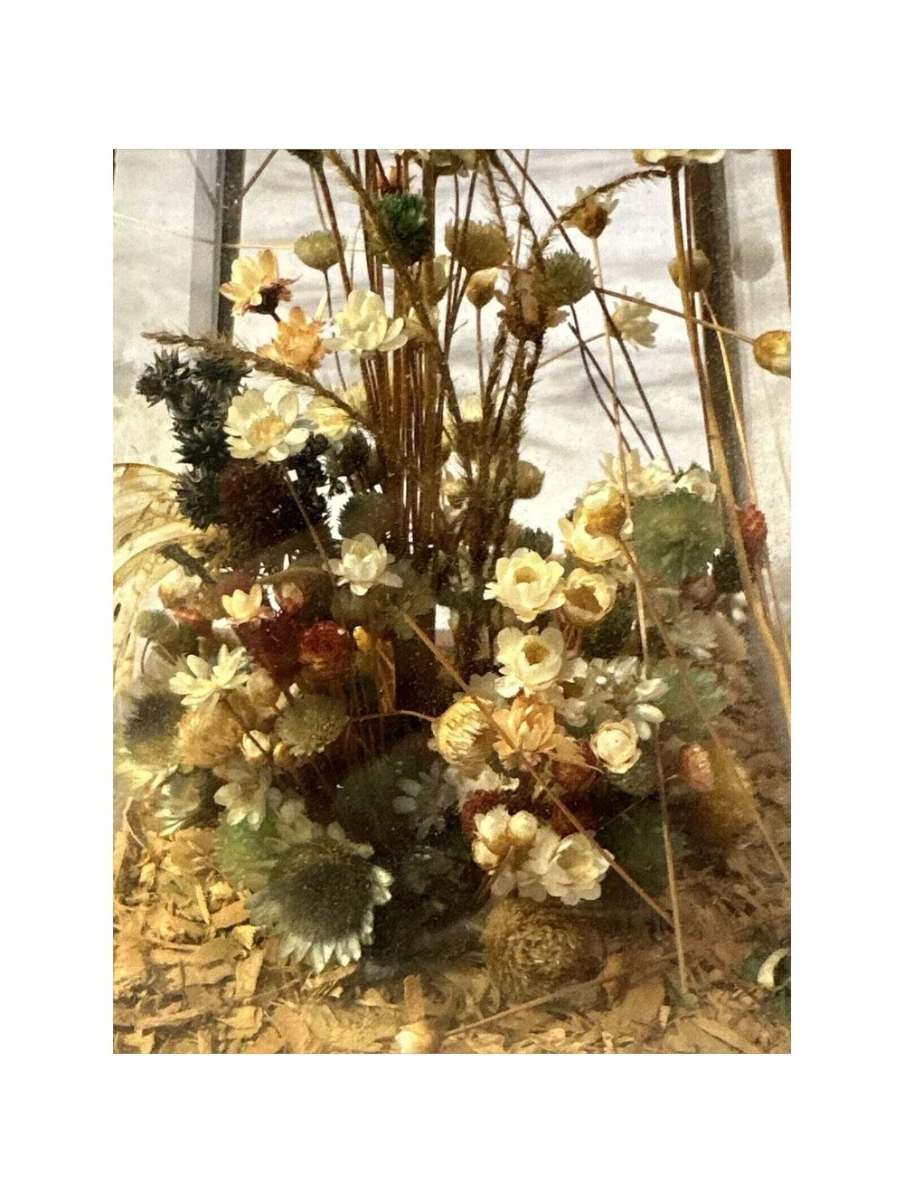 Vintage Dunston Glass Enclosed Dried Butterfly Flower Arrangement Brazil 9x 5